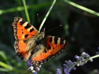 Aglais (Aglais urticae)