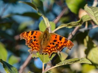 Yrtk Prtk (Polygonia c-album)