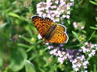 parhan (Melitaea cinxia)