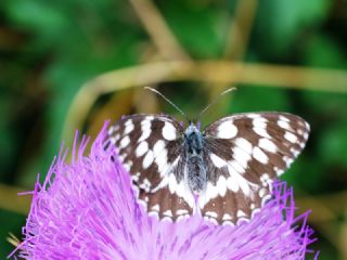 Orman Melikesi (Melanargia galathea)