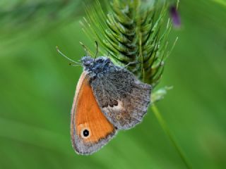 Kk Zpzp Perisi (Coenonympha pamphilus)