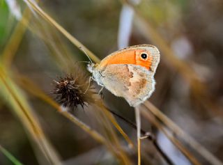 Kk Zpzp Perisi (Coenonympha pamphilus)