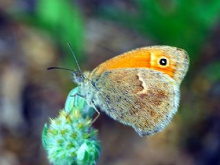 Kk Zpzp Perisi (Coenonympha pamphilus)