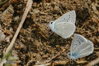 �okg�zl� Dafnis&nbsp;(Polyommatus&nbsp;daphnis)