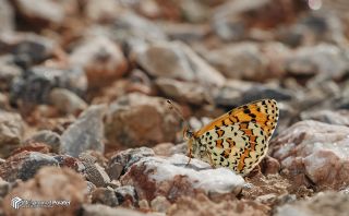 G�zel �parhan&nbsp;(Melitaea&nbsp;trivia)