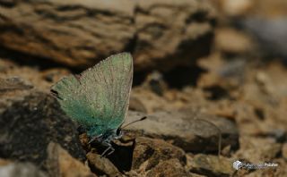 Anadolu Zmrt (Callophrys paulae)