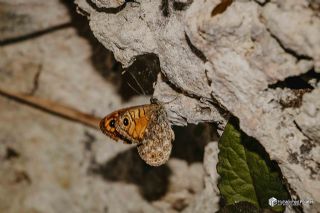 K���k Esmerboncuk&nbsp;(Lasiommata&nbsp;megera)