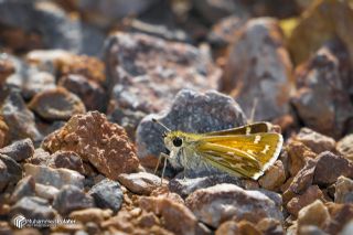 Gm Benekli Zpzp (Hesperia comma)