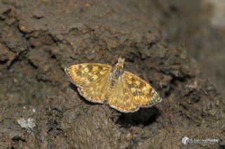 Pasl� Z�pz�p&nbsp;(Erynnis&nbsp;tages)