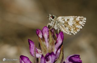 Ege Zpzp (Pyrgus melotis)