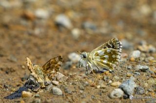 K�z�l Z�pz�p&nbsp;(Spialia&nbsp;orbifer)