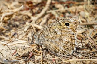 Da� Yalanc�cad�s�&nbsp;(Pseudochazara&nbsp;beroe)