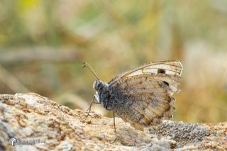 Da� Yalanc�cad�s�&nbsp;(Pseudochazara&nbsp;beroe)