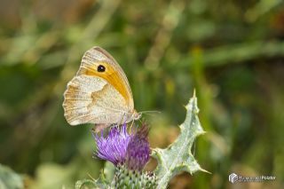 Dou ayr Esmeri (Maniola telmessia)