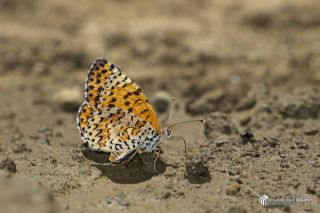 �ranl� �parhan&nbsp;(Melitaea&nbsp;persea)