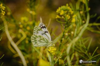 Doruklarn Beneklimelei (Pontia callidice)