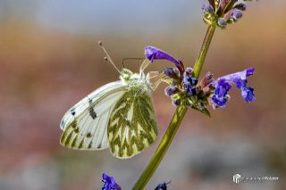 Doruklarn Beneklimelei (Pontia callidice)