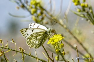 Doruklarn Beneklimelei (Pontia callidice)