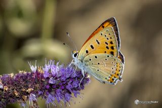 Anadolu Ate� G�zeli&nbsp;(Lycaena&nbsp;asabinus)