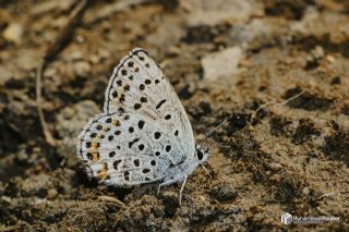 Frat Bakr Gzeli (Margelycaena euphratica )