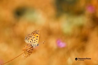 Alev Ategzeli (Lycaena kefersteinii)