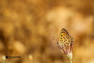 Alev Ategzeli (Lycaena kefersteinii)