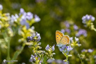 Kerman�ah&nbsp;(Lycaena&nbsp;kurdistanica)