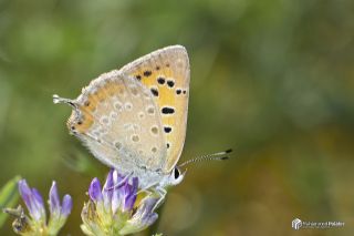 Da� Ate�i&nbsp;(Lycaena&nbsp;thetis)