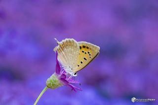 Da� Ate�i&nbsp;(Lycaena&nbsp;thetis)