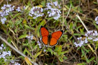 Da� Ate�i&nbsp;(Lycaena&nbsp;thetis)