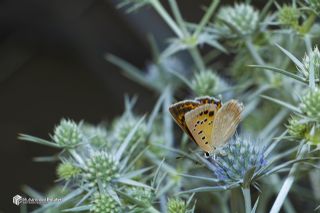 Da� Ate�i&nbsp;(Lycaena&nbsp;thetis)