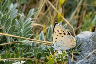 Da� Ate�i&nbsp;(Lycaena&nbsp;thetis)