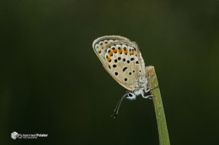 Doulu Esmergz (Plebejus carmon)