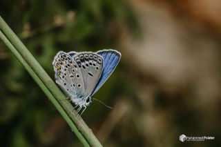 �okg�zl� G�m�� Mavi&nbsp;(Albulina&nbsp;loewii)