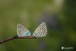 okgzl Gzel Mavi (Polyommatus bellis)