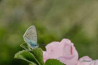 okgzl Gzel Mavi (Polyommatus bellis)