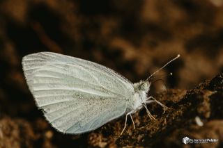 K���k Beyazmelek&nbsp;(Pieris&nbsp;rapae)