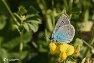 okgzl Rus Mavisi (Polyommatus coelestina)