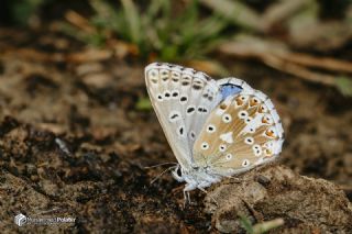 okgzl Yalanc illi Mavi (Polyommatus corydonius)