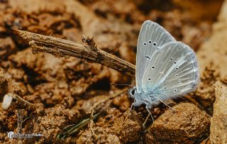 �okg�zl� �figenya&nbsp;(Polyommatus&nbsp;iphigenia)