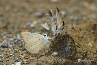 okgzl Van Esmeri (Polyommatus kurdistanicus)