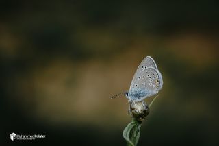 okgzl Gzel Mavi (Polyommatus bellis)