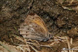 Kaya Esmeri&nbsp;(Kirinia&nbsp;clymene)