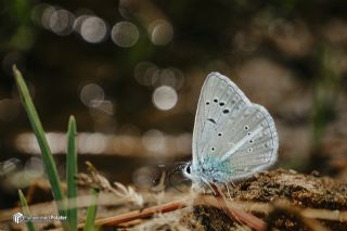 �okg�zl� Hayal Mavisi&nbsp;(Polyommatus&nbsp;pierceae)