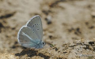okgzl Trk Mavisi (Polyommatus turcicus)