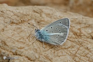 okgzl Trk Mavisi (Polyommatus turcicus)