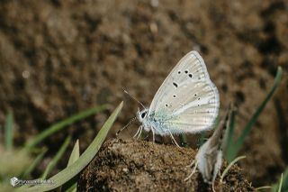 �okg�zl� A�r� Mavisi&nbsp;(Polyommatus&nbsp;vanensis)