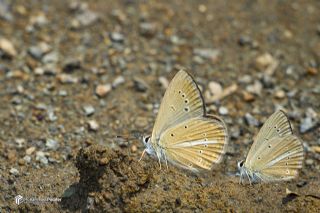 Dan�enko �okg�zl�s�&nbsp;(Polyommatus&nbsp;dantchenkoi)