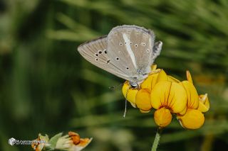 �okg�zl� Demavend Esmeri&nbsp;(Polyommatus&nbsp;demavendi)