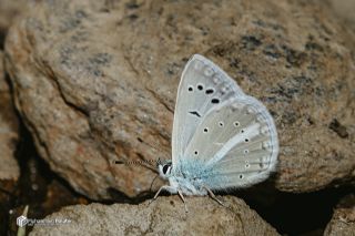 �okg�zl� Karabet Mavisi&nbsp;(Polyommatus&nbsp;haigi)